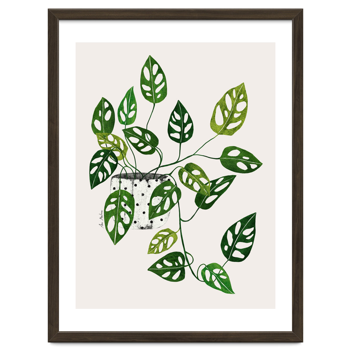 Monstera Obliqua Plant