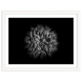 Backyard Flowers In Black And White No 48 Flow Version thumbnail