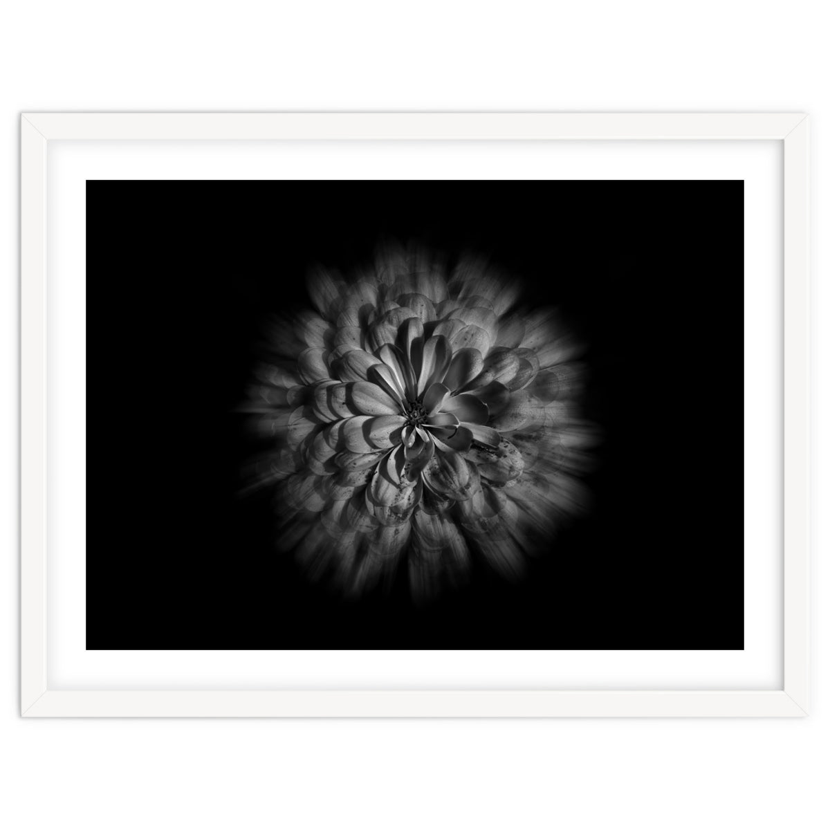 Backyard Flowers In Black And White No 48 Flow Version