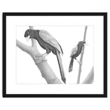 Yucatan Jays thumbnail