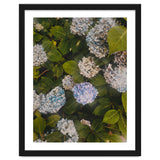 Hydrangeas | Portrait thumbnail