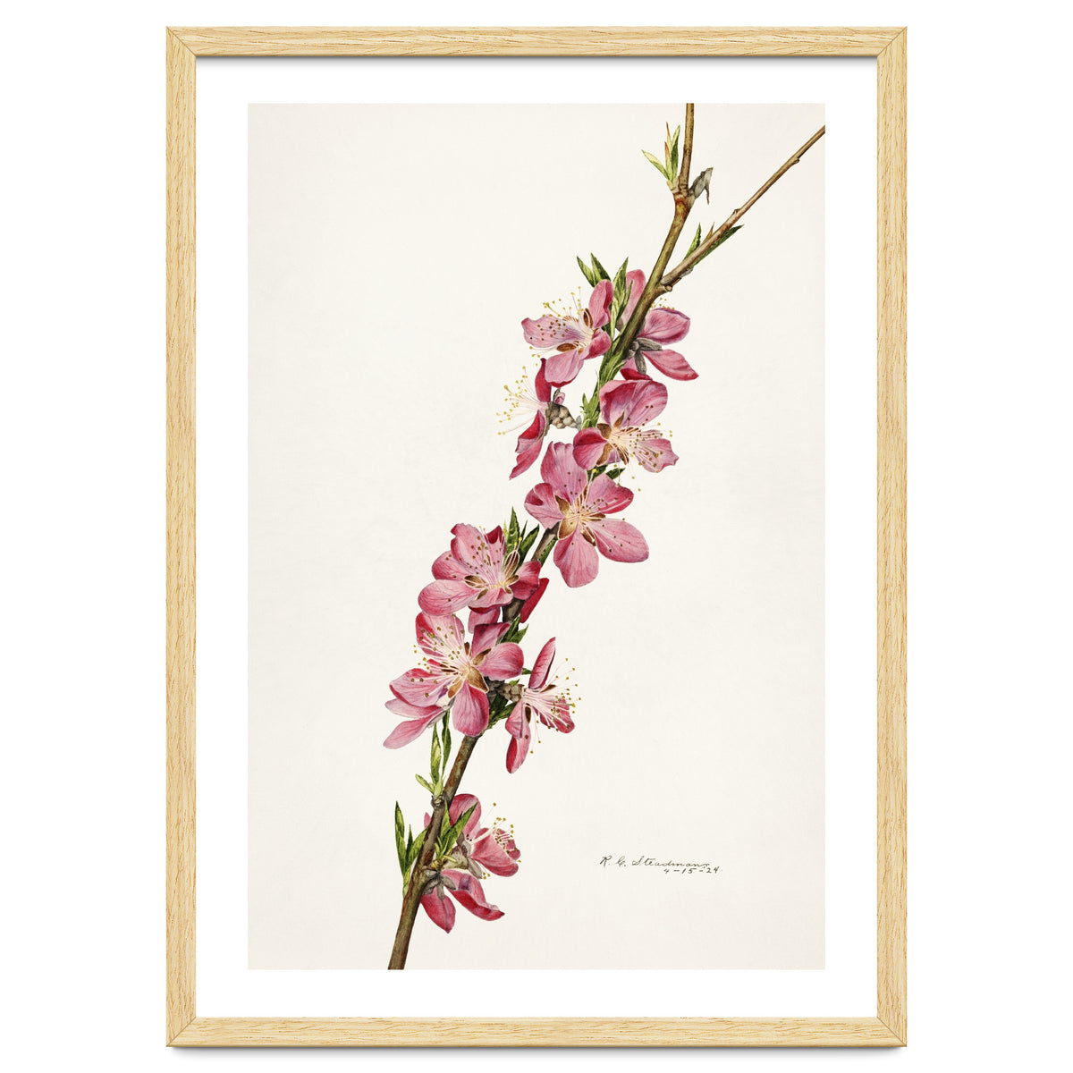 Royal Charles Steadman – Peach (Prunus persica) (1924)