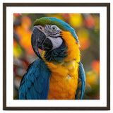 Blue And Gold Macaw Parrot Close Up Portrait thumbnail