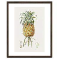 Pineapple (Hand Drawn Botanical Illustration)