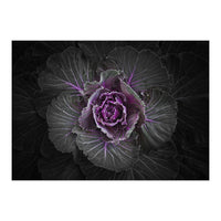 Backyard Flowers No 108 Color Version (Print Only)