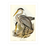 Elizabeth Gould – Great Grey Heron (Ardea leucophaea) | Birds of Australia Illustration (Print Only) thumbnail