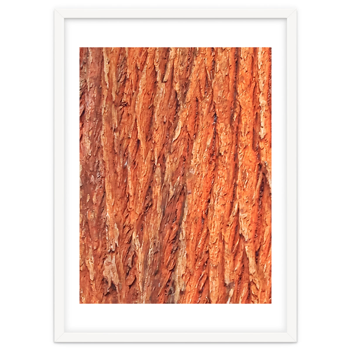Tree Bark