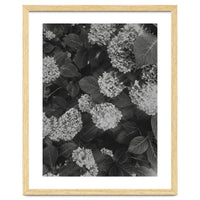 Hydrangeas | Black & White Portrait