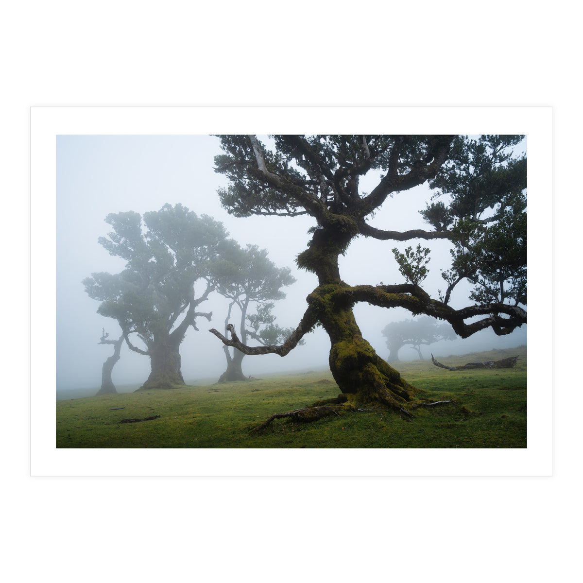 Forest queen (Print Only)