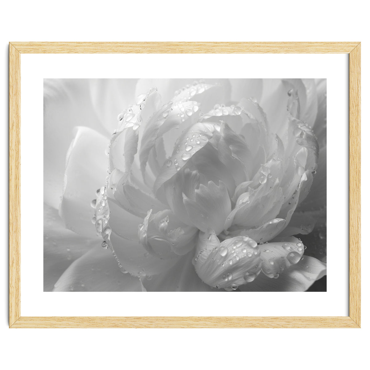 Ethereal Monochromatic Peony Petal Macro