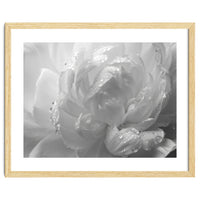 Ethereal Monochromatic Peony Petal Macro