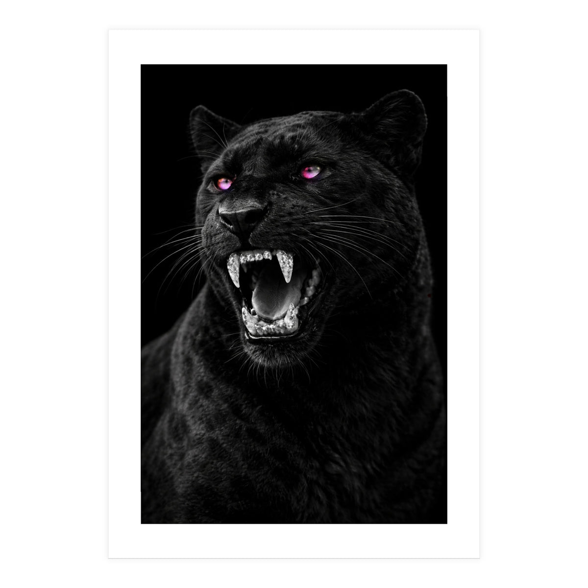 Black leopard with colorful eyes portrait (Print Only)