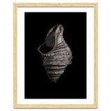 Shells No 2 thumbnail