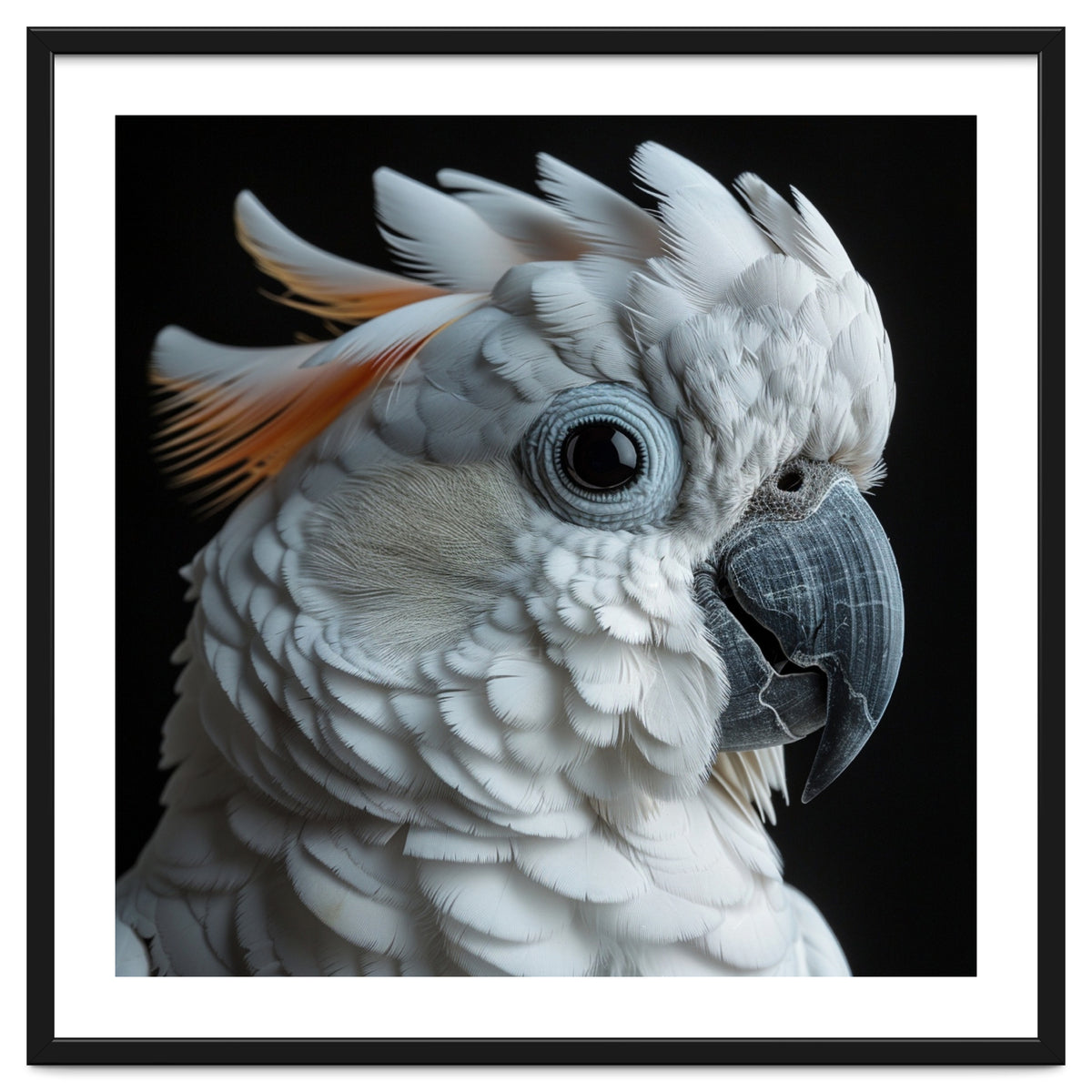 White Cockatoo Parrot With Orange Crest