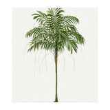 Oswald de Kerchove de Denterghem – Vintage Palm Tree Illustration (1878) (Print Only) thumbnail