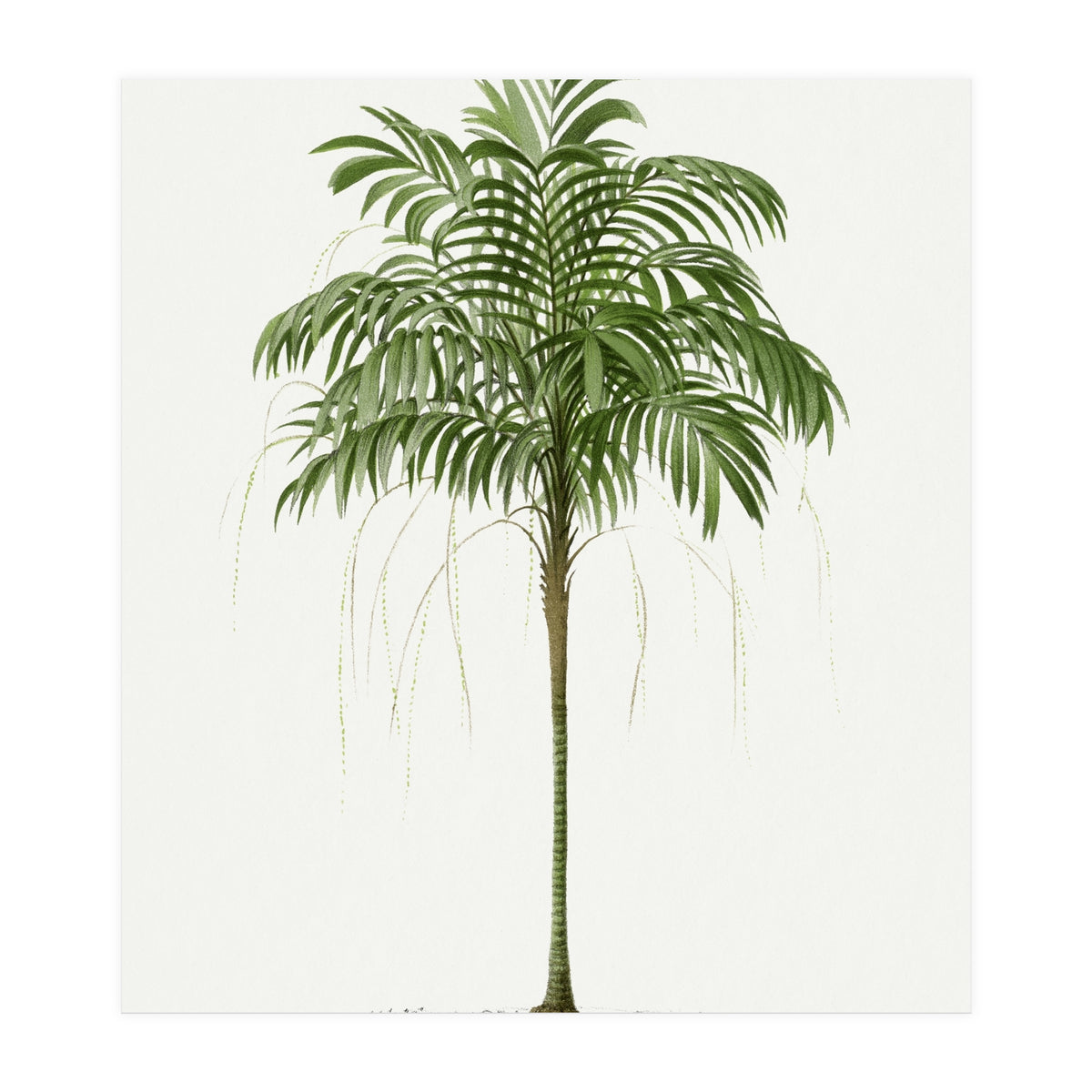 Oswald de Kerchove de Denterghem – Vintage Palm Tree Illustration (1878) (Print Only)