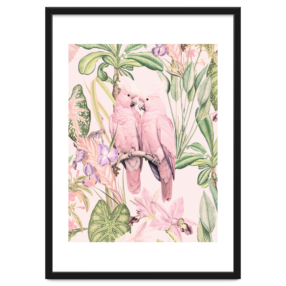 Pink Cockatoos in Love