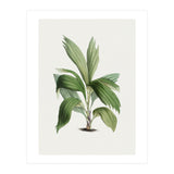 Areca Palm (Hand Drawn Botanical Illustration) (Print Only) thumbnail
