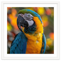 Blue And Gold Macaw Parrot Close Up Portrait