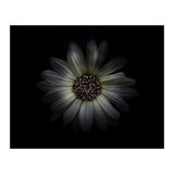 Backyard Flowers No 27 Color Version (Print Only) thumbnail