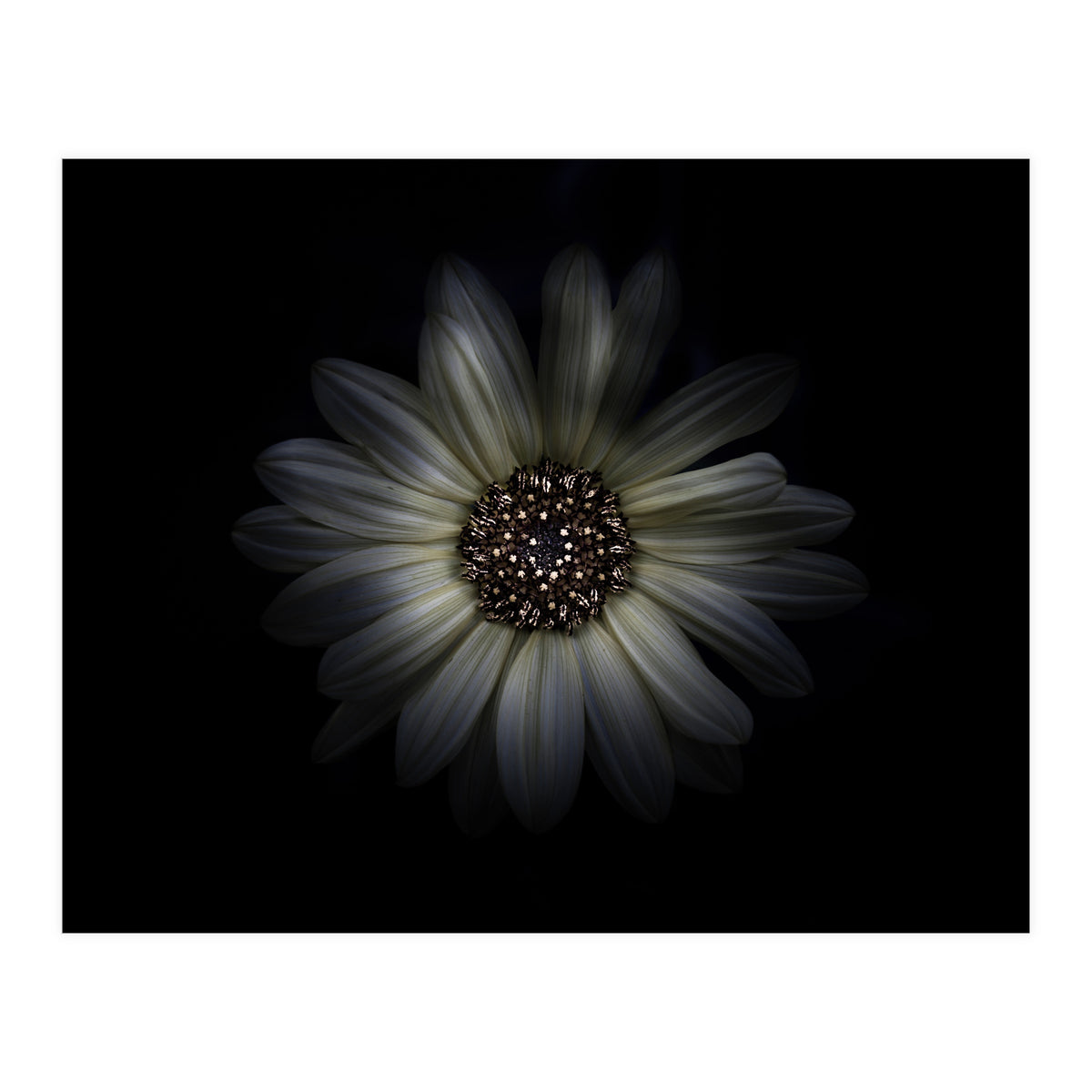 Backyard Flowers No 27 Color Version (Print Only)