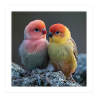 Pair Of Lovebirds Sitting On Rocks (Print Only)