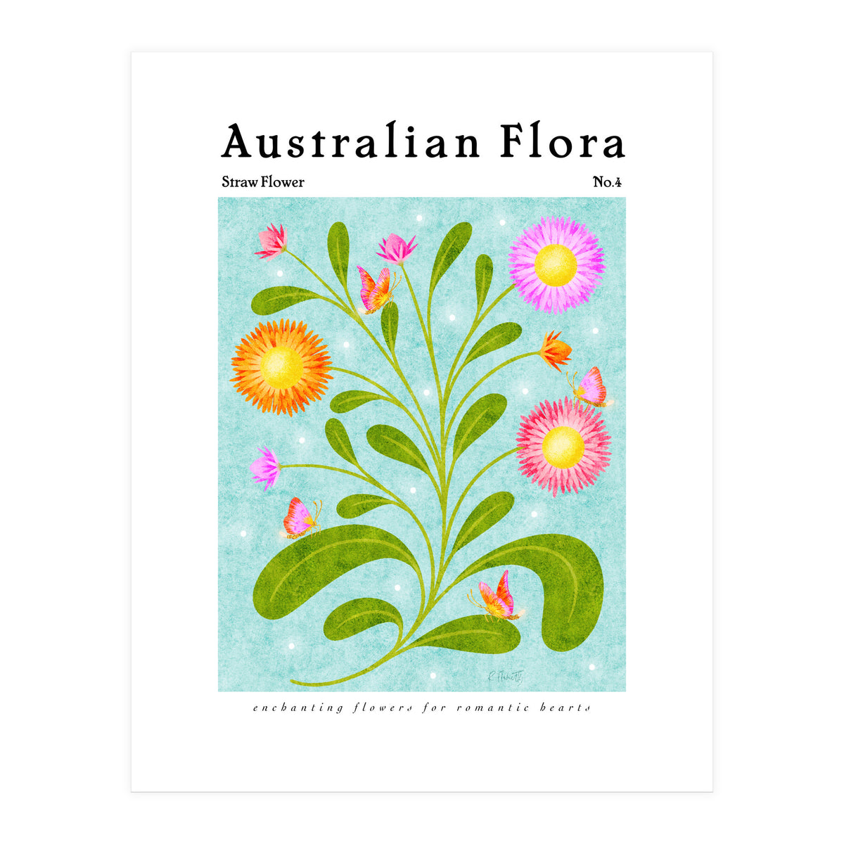 Australian Flora: Straw Flower (Print Only)