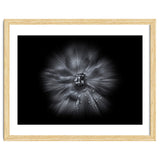 Backyard Flowers In Black And White No 66 Flow Version thumbnail