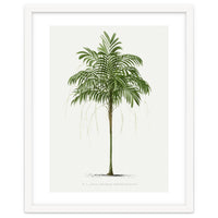 Oswald de Kerchove de Denterghem – Vintage Palm Tree Illustration (1878)
