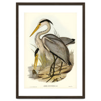 Elizabeth Gould – Great Grey Heron (Ardea leucophaea) | Birds of Australia Illustration
