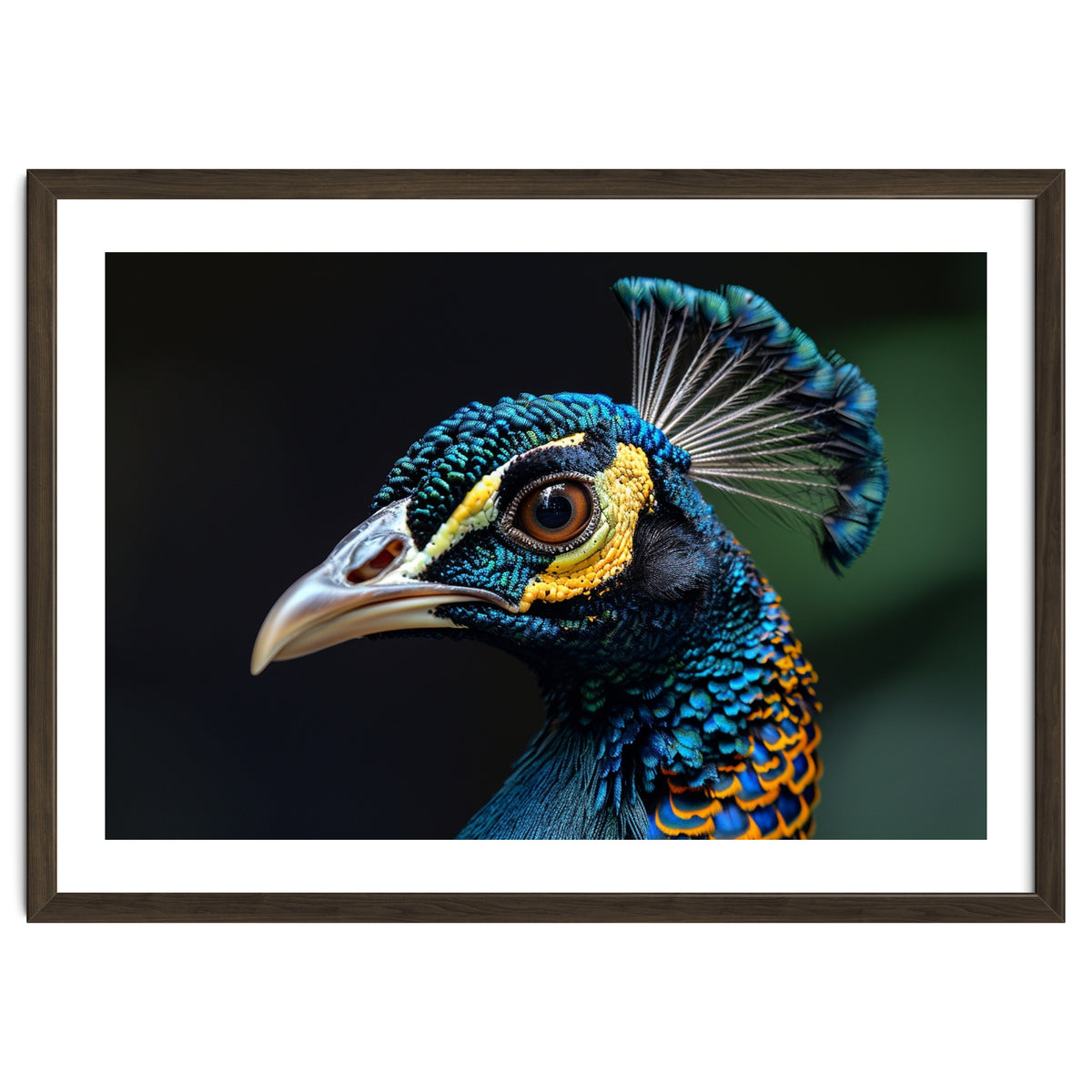 Close-up of a Peacock’s Head