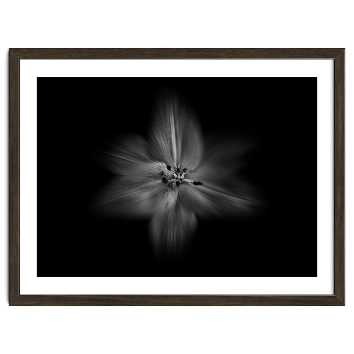 Backyard Flowers In Black And White No 28 Flow Version