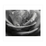 Ethereal Monochromatic Rose Petal Macro (Print Only) thumbnail