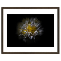 Backyard Flowers No 25 Color Flow Version