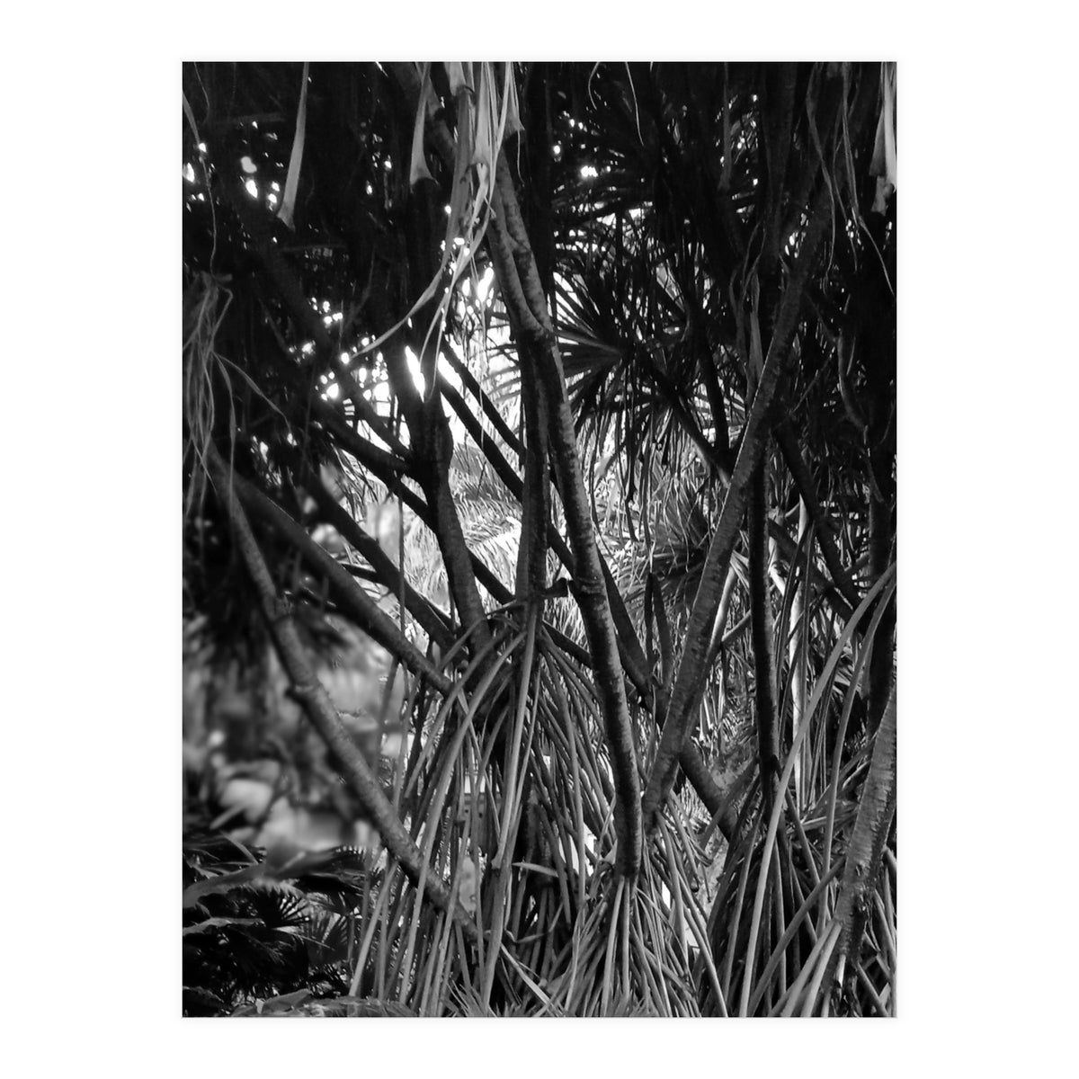 Black Tectorius Plant Art (Print Only)