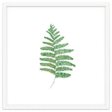 Fern thumbnail