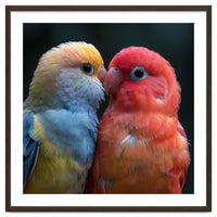 Two Lovebirds Nuzzling Close Up Portrait