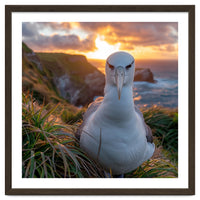 Albatross Bird On Grassy Cliff At Sunset