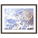 Coral Blooming thumbnail