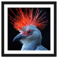 Secretary Bird