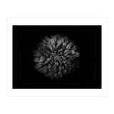 Backyard Flowers In Black And White No 68 with Border (Print Only) thumbnail