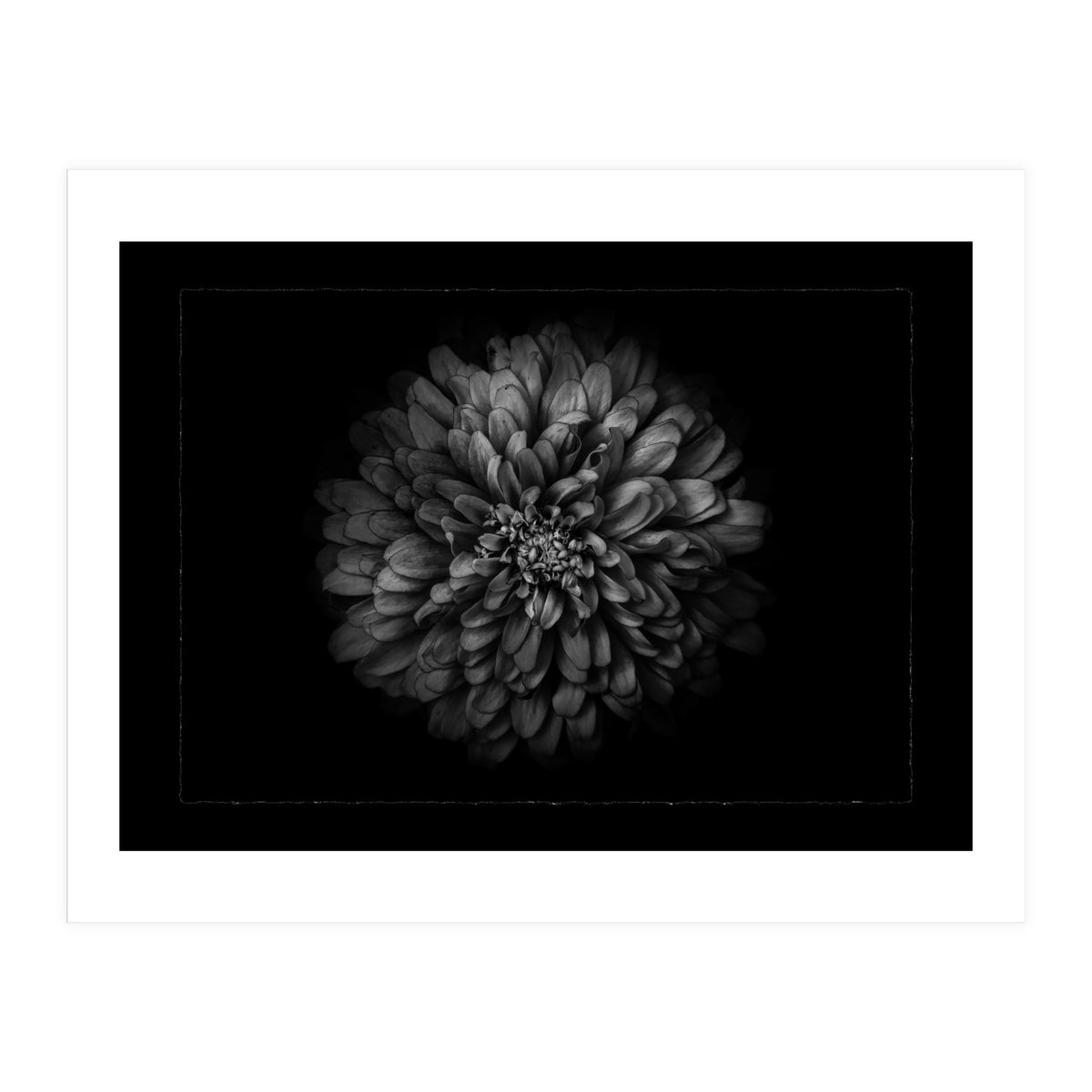 Backyard Flowers In Black And White No 68 with Border (Print Only)