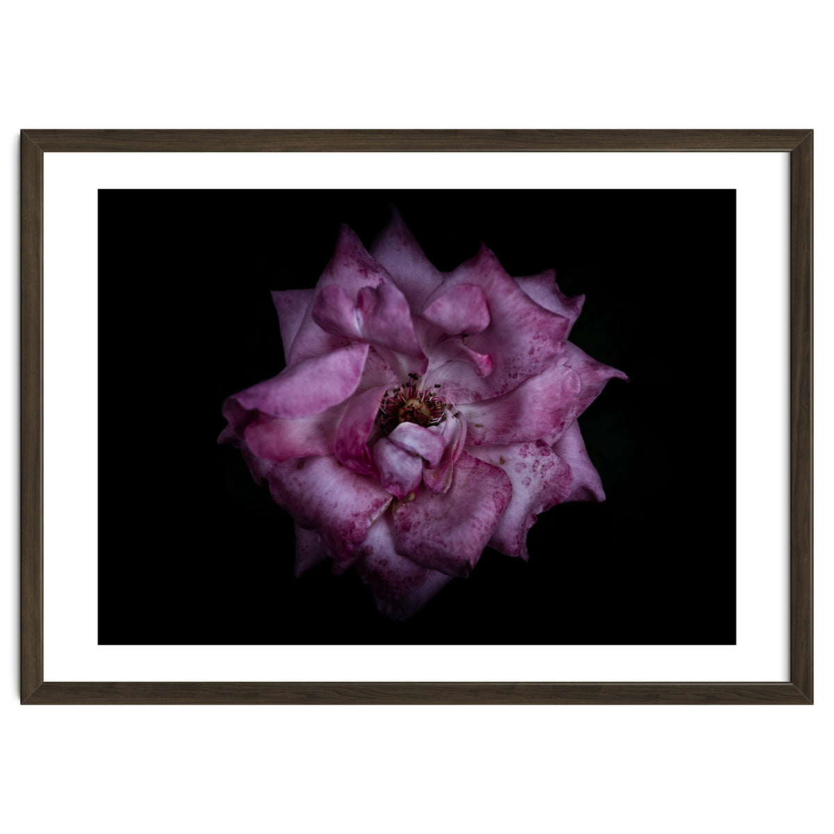 Backyard Flowers No 111 Color Version