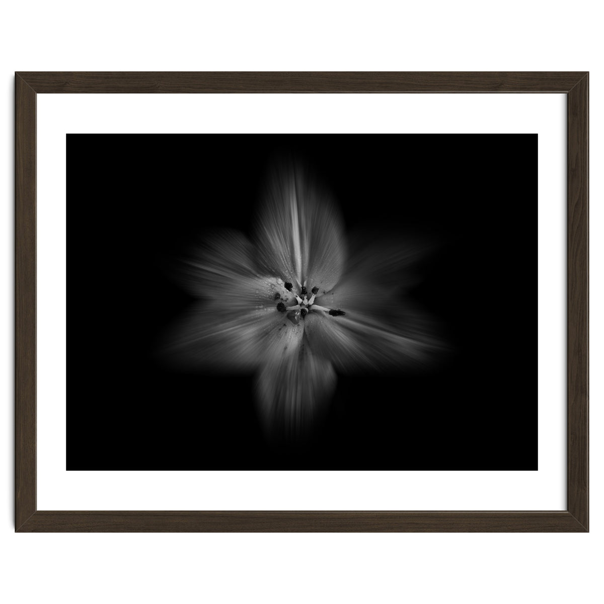 Backyard Flowers In Black And White No 28 Flow Version