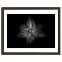 Backyard Flowers In Black And White No 28 Flow Version