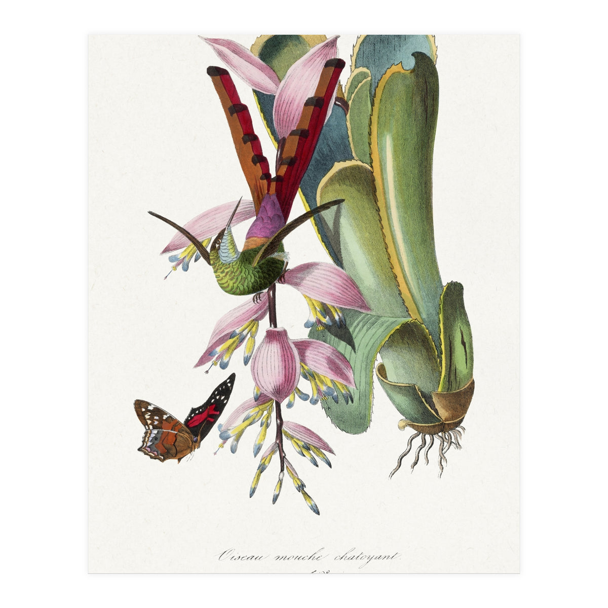 Paul Gervais – Hummingbird Painting (1842) (Print Only)