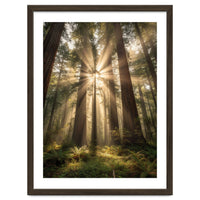 Ethereal Redwood Sanctuary: Sunbeams in the Ancient Forest
