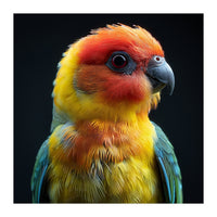 Vibrant Sun Conure Parrot Close Up Portrait (Print Only)