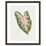 Caladium ‘Carolyn Whorton’ Leaf (Hand Drawn Illustration) thumbnail