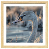 Close Up Of A Swan Covered In Frost thumbnail